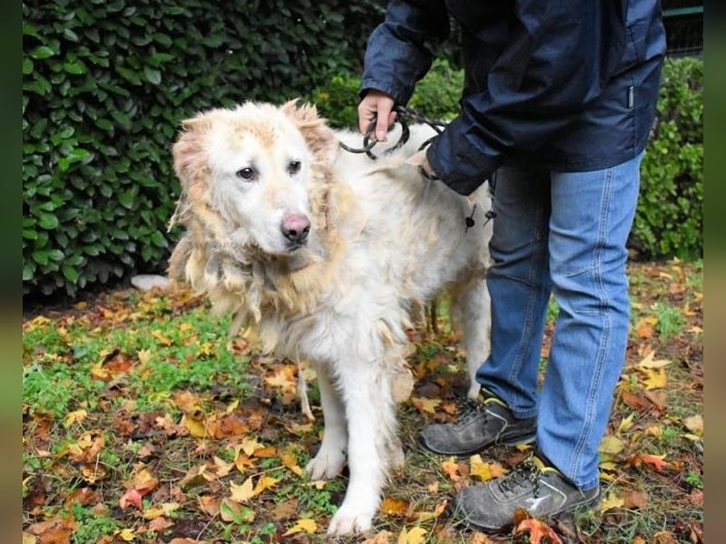 Akamu - Sucht seinen passenden Deckel