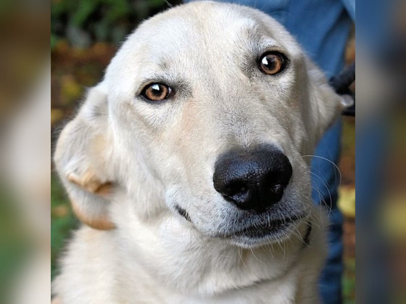 Yannick - SOS- (Dringend Pfflegestelle oder Zuhause gesucht )verloren zwischen Angst und Bindung