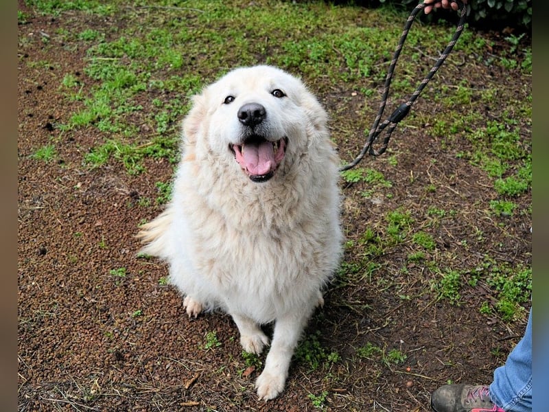 Tallulah - Grandezza auf vier Pfoten!