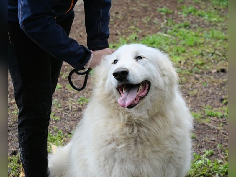 Hadriano - Viel mehr als nur einer unter vielen!