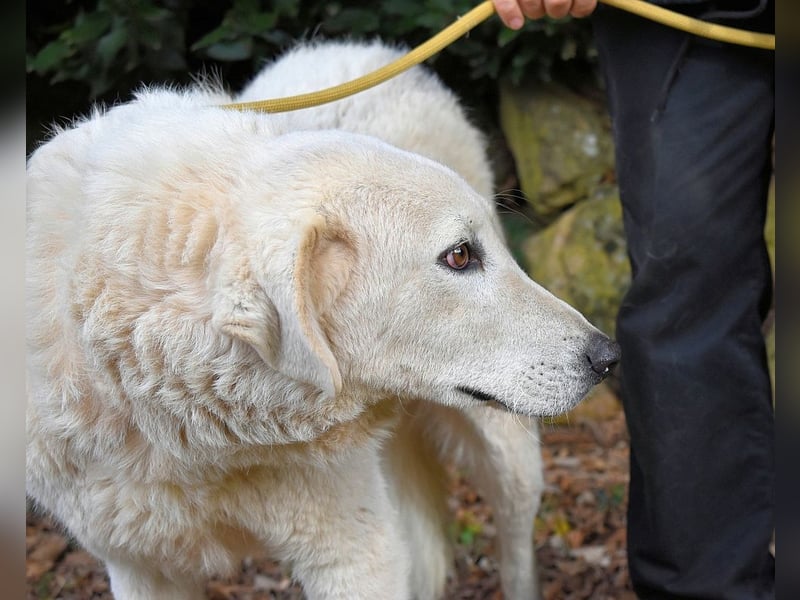 Damarius - niemals ist eine schrecklich lange Zeit