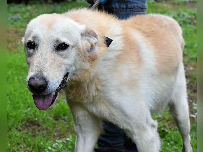 Yannick - SOS- Dringend Pflegestelle oder Zuhause gesucht - verloren zwischen Angst und Bindung