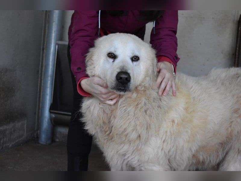 Daigle - "Tauschen Sie den Rest Ihres Zögerns gegen den Rest meines Lebens!"