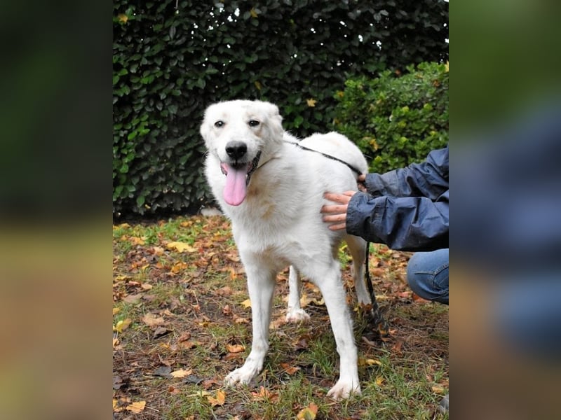 Yasmine - freundlicher Sonnenschein sucht sonniges Plätzchen