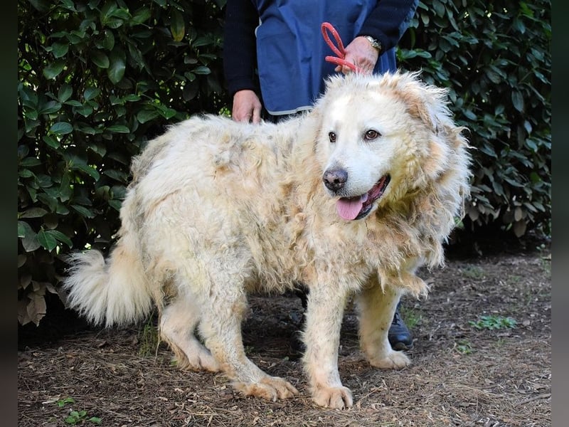 Noak - Alles nur Wunschdenken... ?