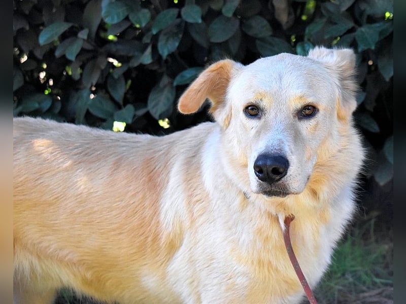 Antiloco - Nur ein Wunsch: endlich nach Hause!