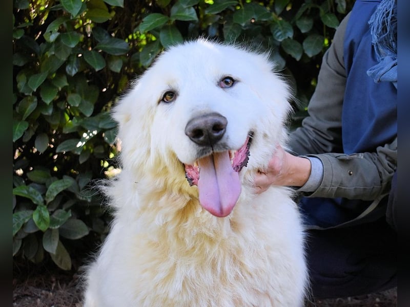 Hadriano - Viel mehr als nur einer unter vielen!