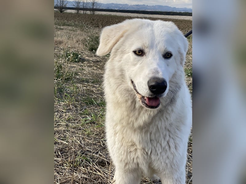 Mona - Ruhe, Würde und ein großes Herz