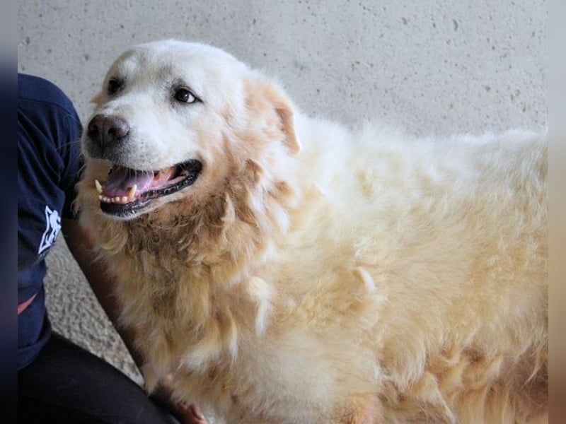 Eskie - aber bitte mit Sahne ins Glück!