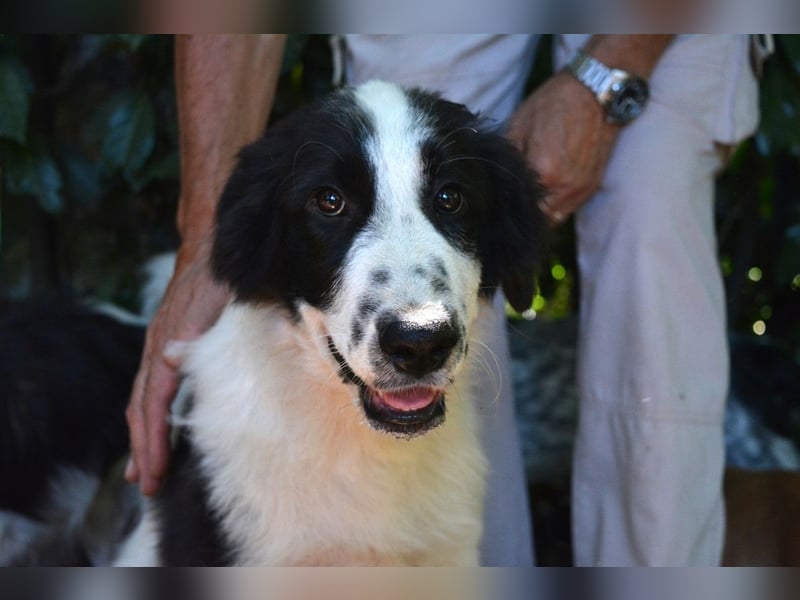 Lambertino - Pünktchen möchte nach Hause
