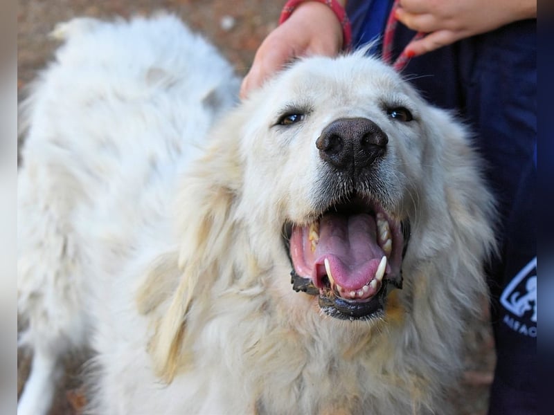 Aristodemo - nicht nur Schall und Rauch