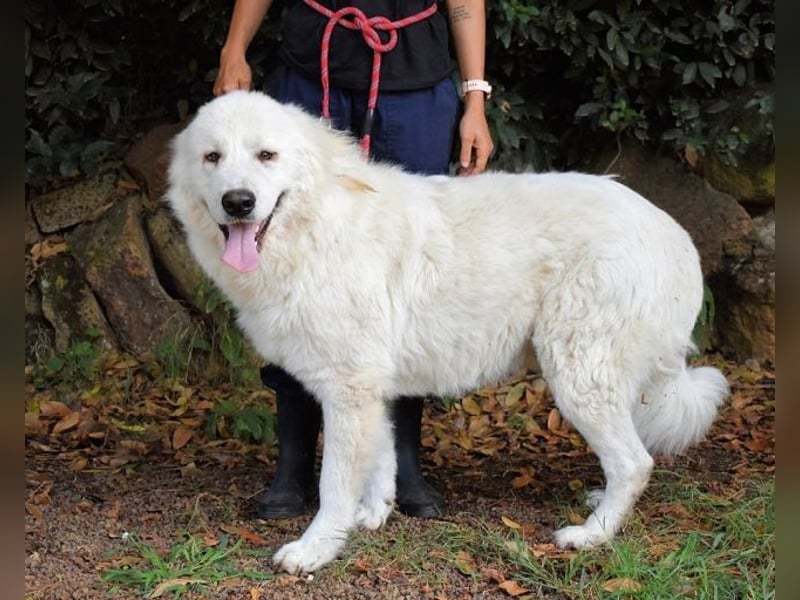 Ottis - Wow! Einfach nur wow!