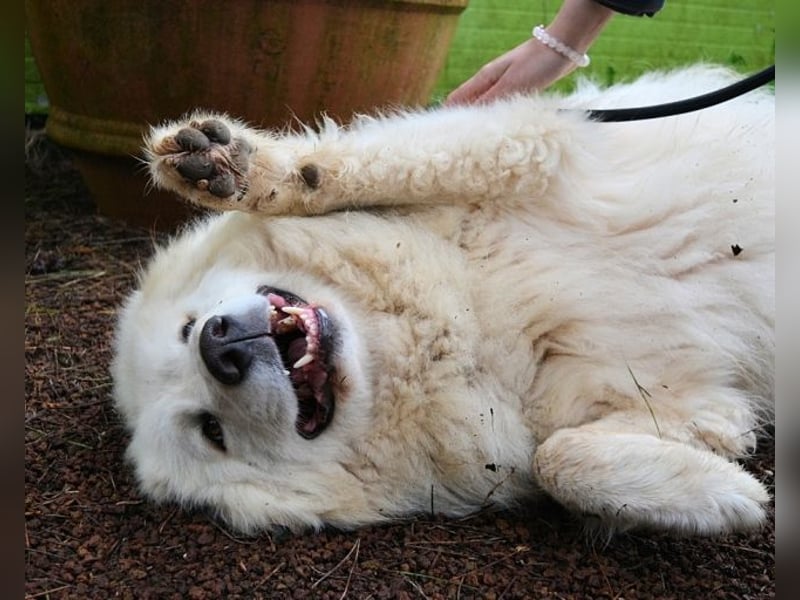 Hadriano - Viel mehr als nur einer unter vielen!