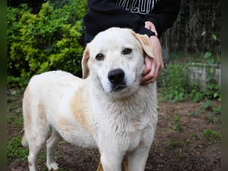 Neeko - Traumhund sucht Traummenschen