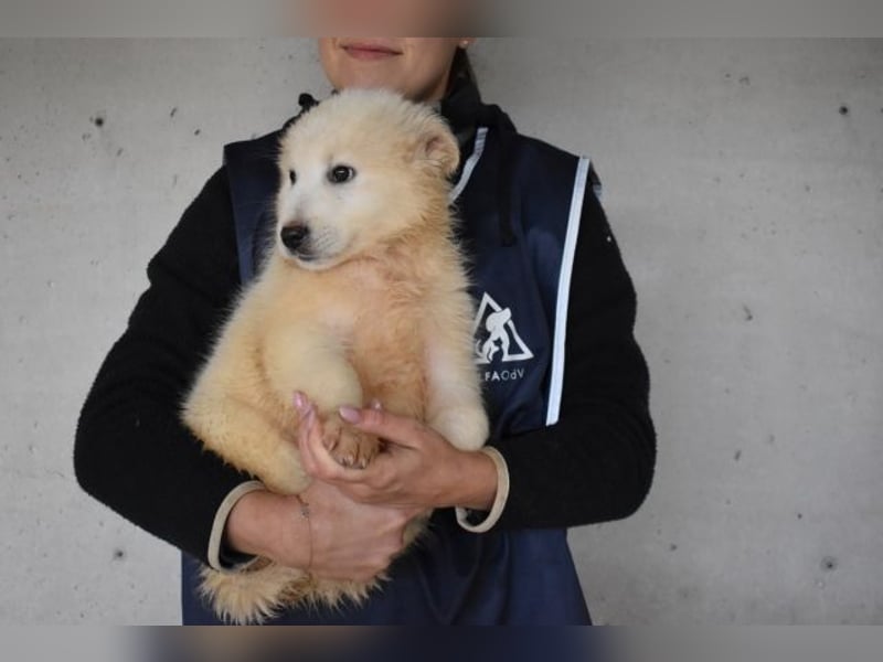 Cairox - Weiß jemand, was aufpassen eigentlich heißt?