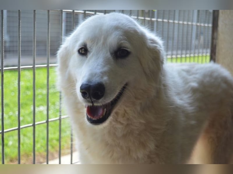 Amaya - So schön und so schrecklich?