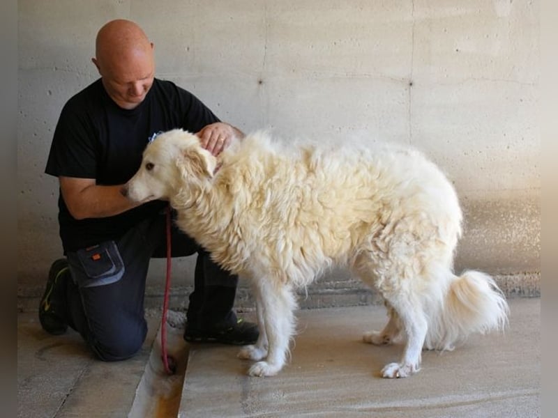 Haigen - Free HAIGEN