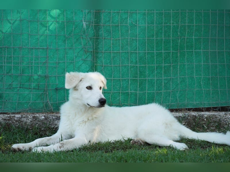 Mona - Ruhe, Würde und ein großes Herz