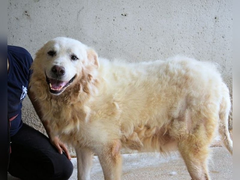 Eskie - aber bitte mit Sahne ins Glück!