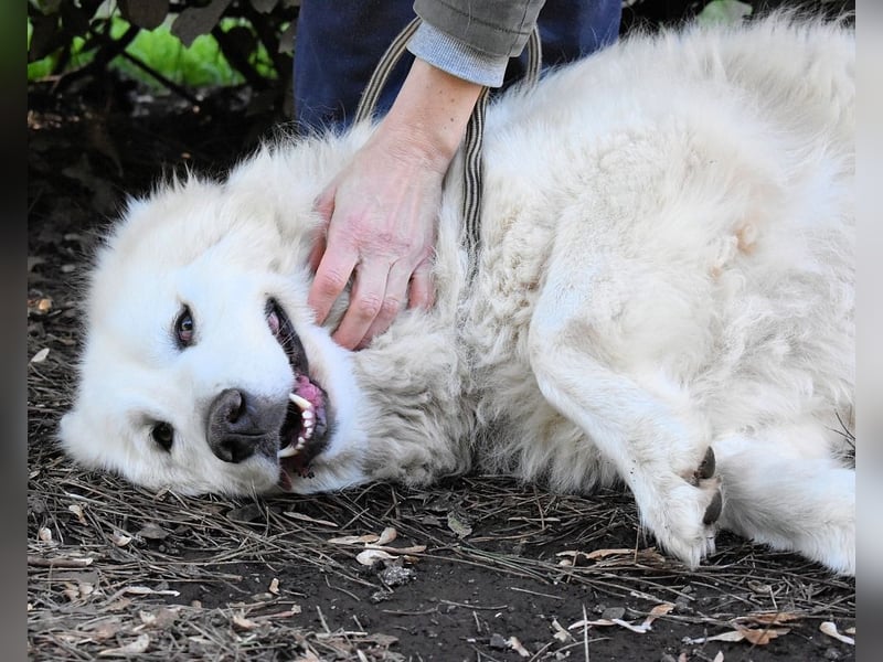 Hadriano - Viel mehr als nur einer unter vielen!