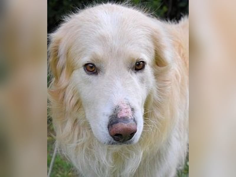 Marble -NOTFALL -  Die Geschichte vom geprügelten Hund