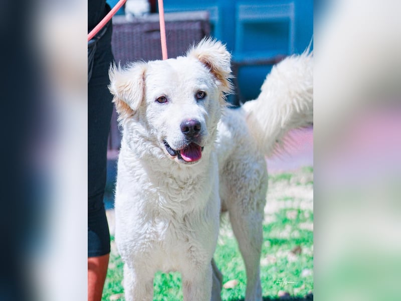 Cornelius - Woher soll er es können?