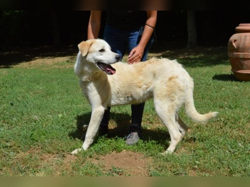 Neeko - Traumhund sucht Traummenschen