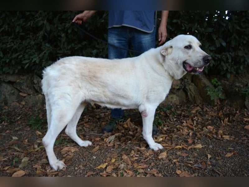Alisky - XXL Körbchen für sanfte Hundedame gesucht