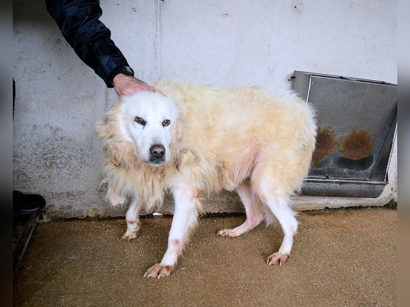 Daigle - "Tauschen Sie den Rest Ihres Zögerns gegen den Rest meines Lebens!"
