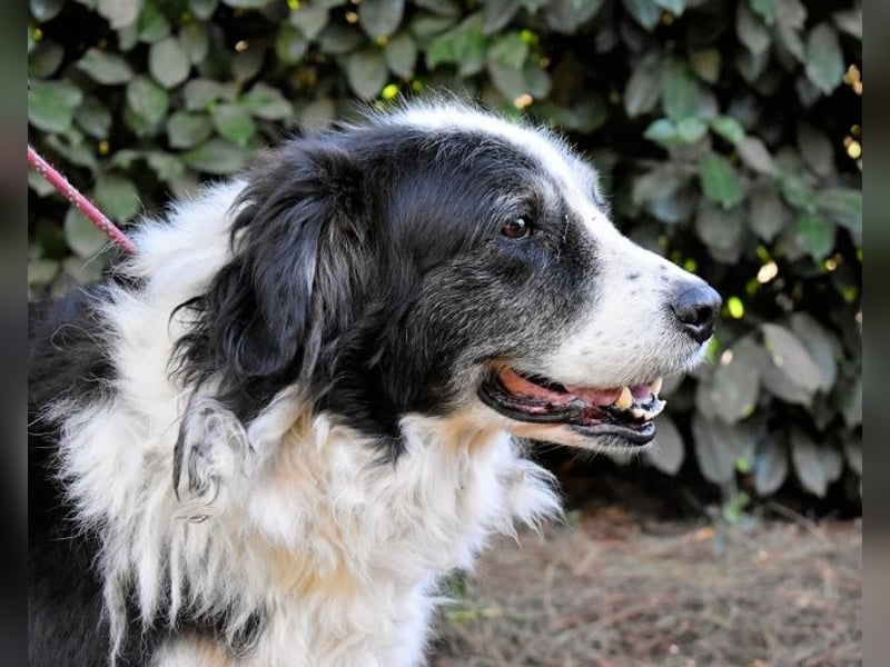 Hindah - Dreieinhalb Sommersprossen