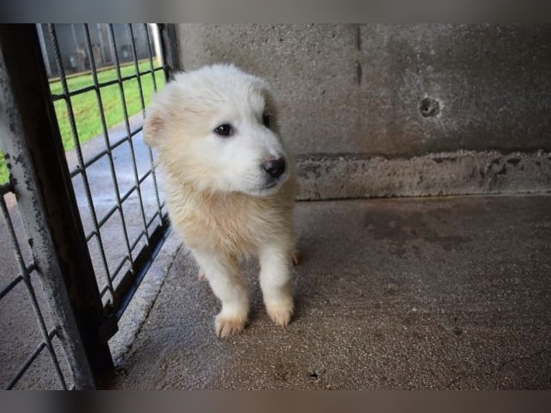 Cairox - Weiß jemand, was aufpassen eigentlich heißt?