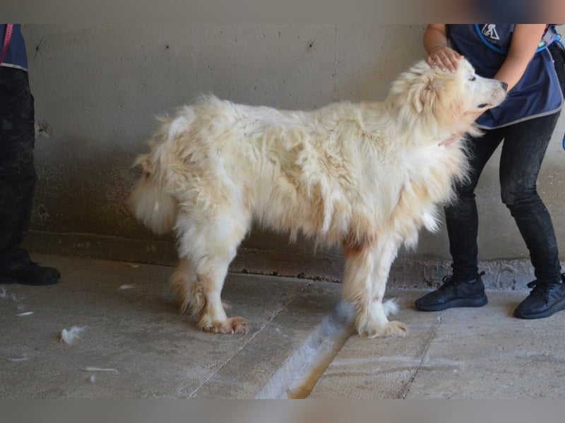 Jaafar - Der sanfte Riese