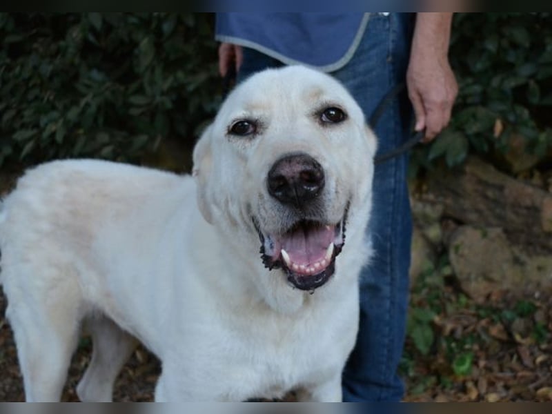 Alisky - XXL Körbchen für sanfte Hundedame gesucht