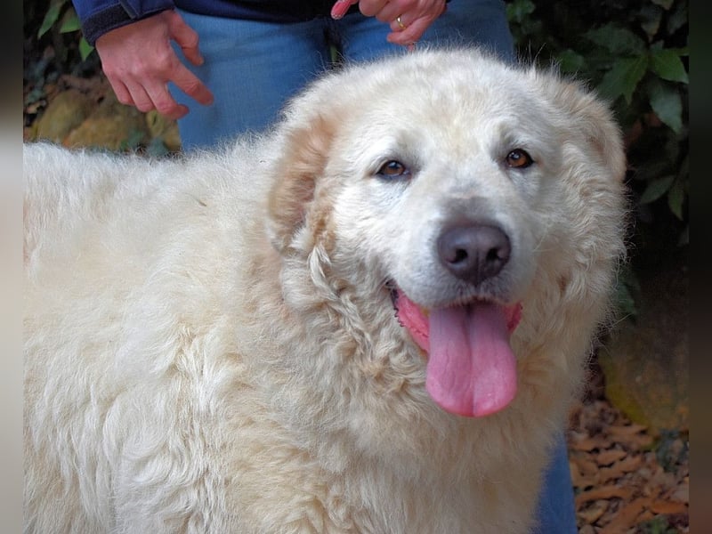 Tallulah - Grandezza auf vier Pfoten!