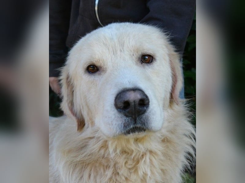 Sisko - es sind so viele