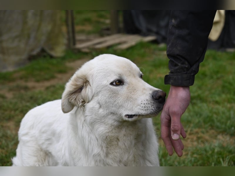 Boss - Wenn ein Name täuscht und ein Herz gewinnt