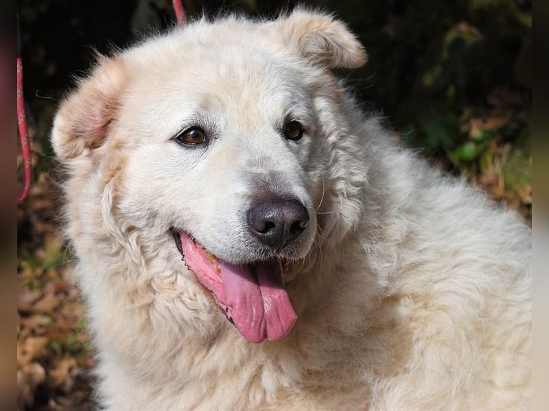 Tallulah - Grandezza auf vier Pfoten!