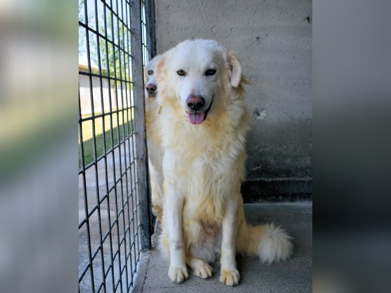 Folquet - Im falschen Leben