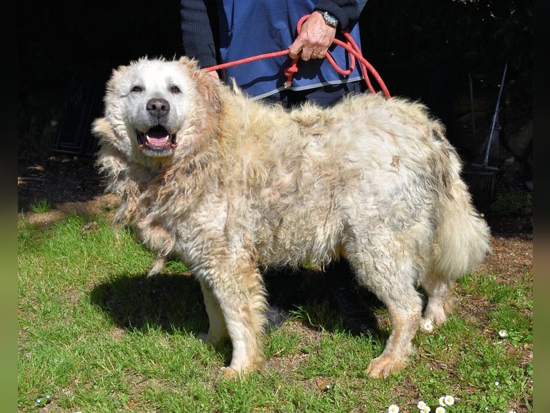 Noak - Alles nur Wunschdenken... ?