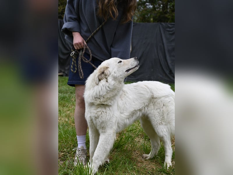 Boss - Wenn ein Name täuscht und ein Herz gewinnt