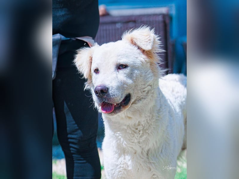 Cornelius - ein junger Rüde mir Herz, Köpfchen und Tatendrang