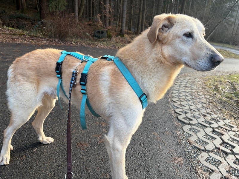 Yannick - SOS- Dringend Pflegestelle oder Zuhause gesucht - verloren zwischen Angst und Bindung