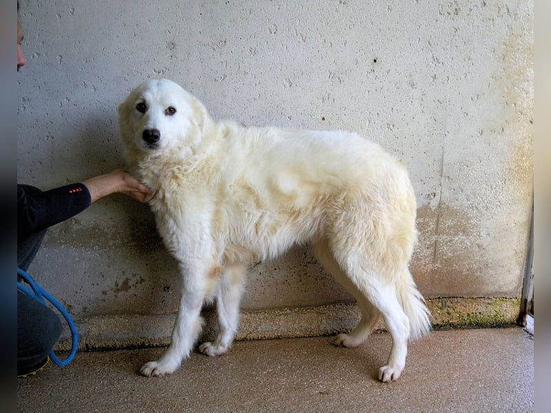 Amaya - So schön und so schrecklich?