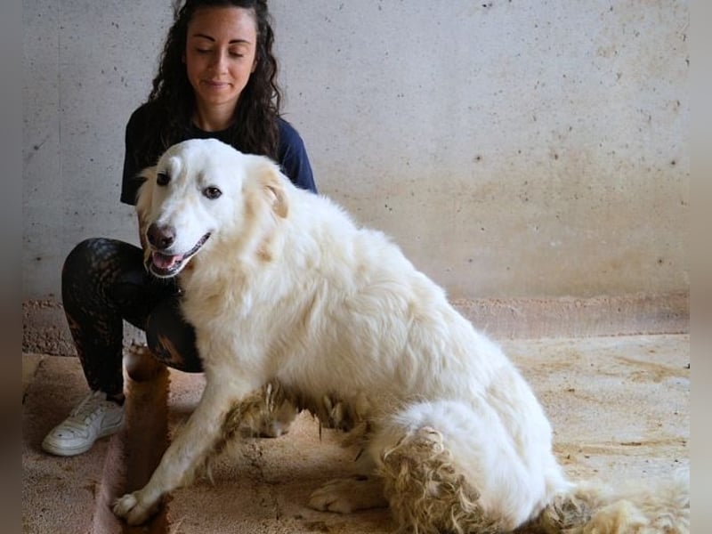 Hadrianus - weiß, es wird einmal ein Wunder gescheh'n