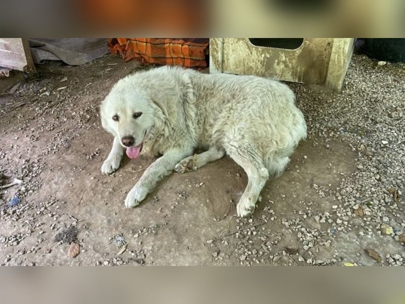 Luke - geboren, um zu schützen...