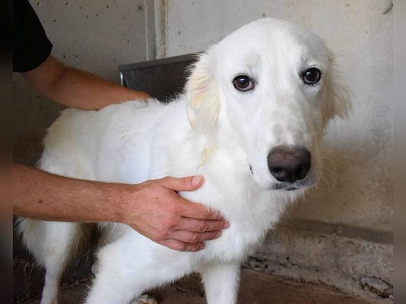 Hadrianus - weiß, es wird einmal ein Wunder gescheh'n