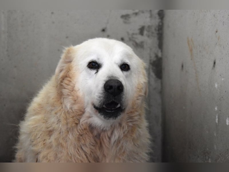 Daigle - "Tauschen Sie den Rest Ihres Zögerns gegen den Rest meines Lebens!"