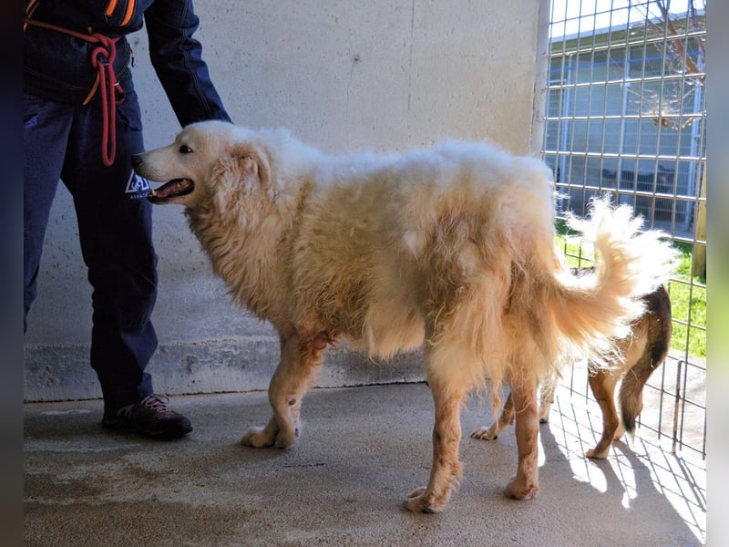 Albertone - Alles, alles Gute!!!