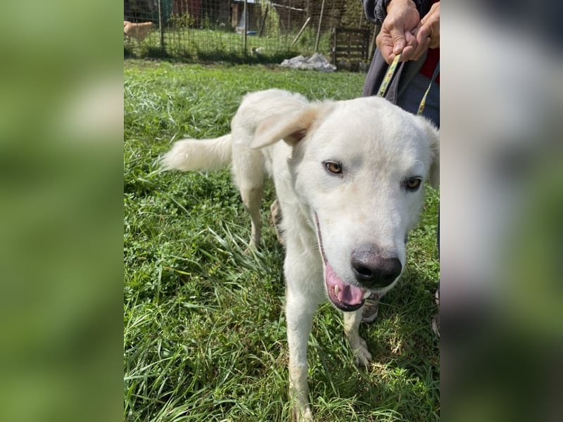 Boss - Wenn ein Name täuscht und ein Herz gewinnt