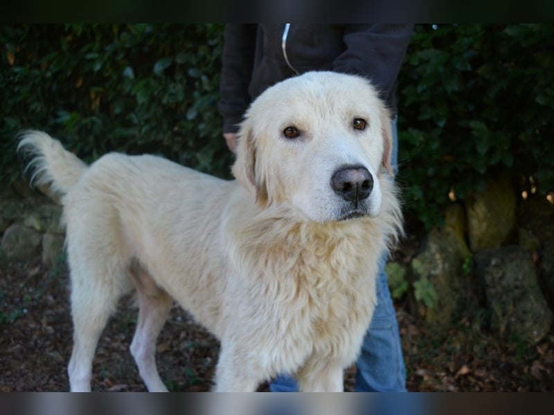 Sisko - es sind so viele